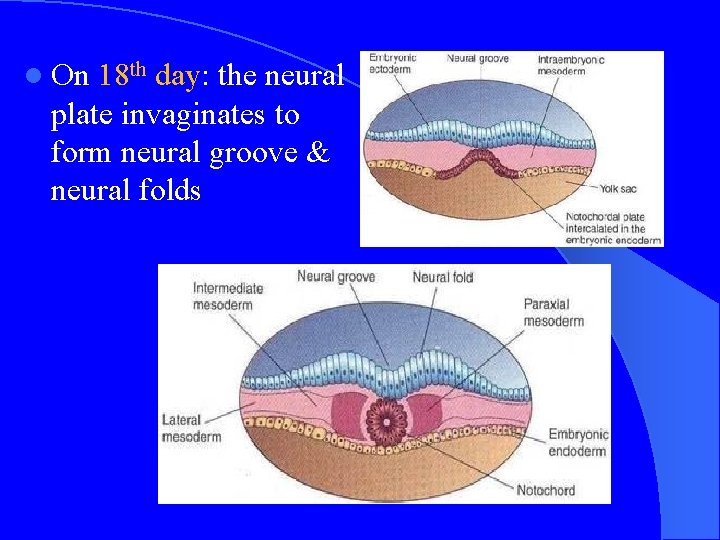 l On 18 th day: the neural plate invaginates to form neural groove &