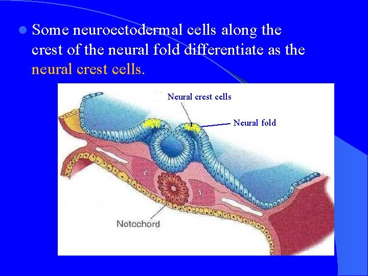 l Some neuroectodermal cells along the crest of the neural fold differentiate as the