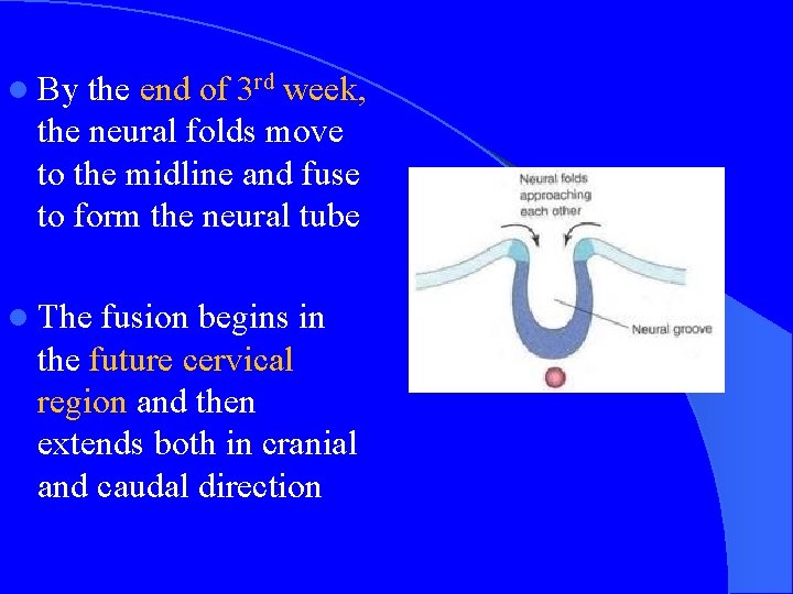 l By the end of 3 rd week, the neural folds move to the