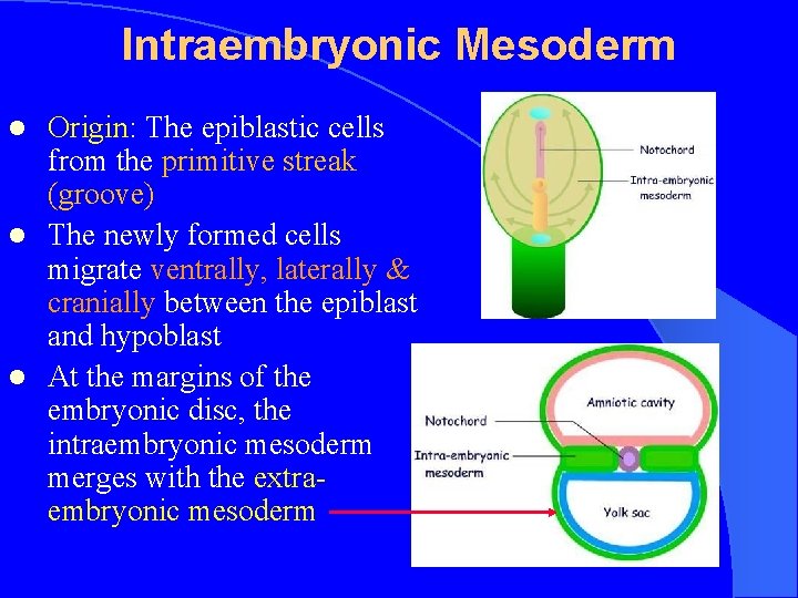 Intraembryonic Mesoderm Origin: The epiblastic cells from the primitive streak (groove) l The newly