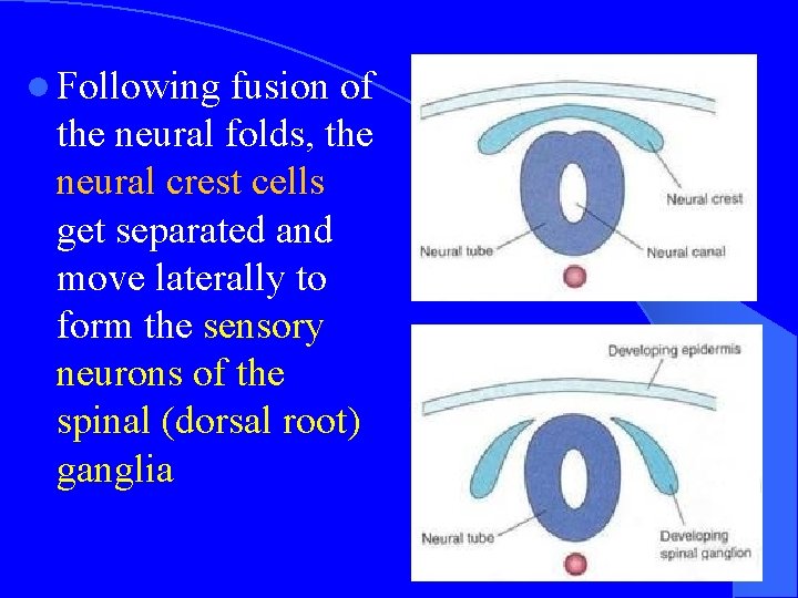l Following fusion of the neural folds, the neural crest cells get separated and