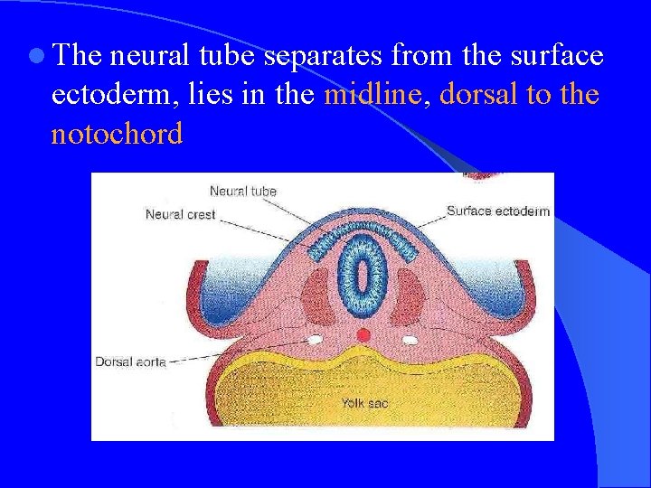 l The neural tube separates from the surface ectoderm, lies in the midline, dorsal
