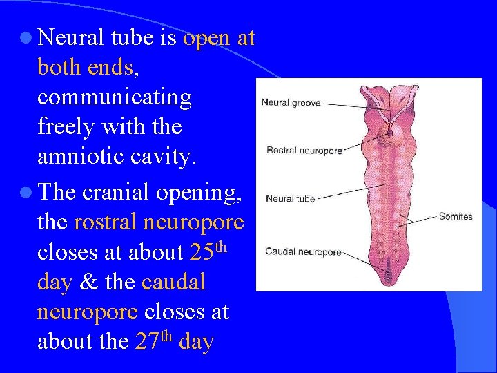 l Neural tube is open at both ends, communicating freely with the amniotic cavity.