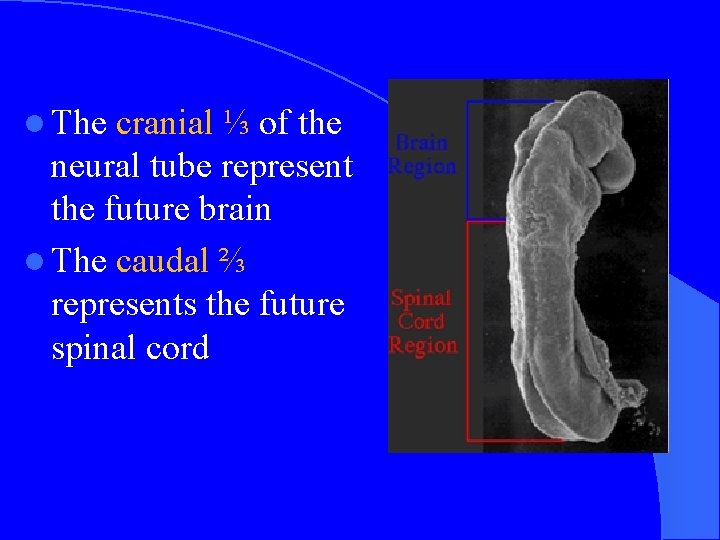 l The cranial ⅓ of the neural tube represent the future brain l The