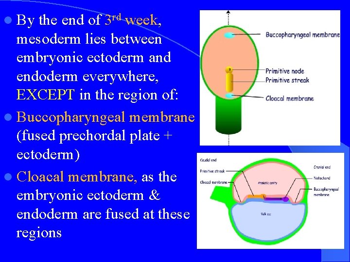 l By the end of 3 rd week, mesoderm lies between embryonic ectoderm and