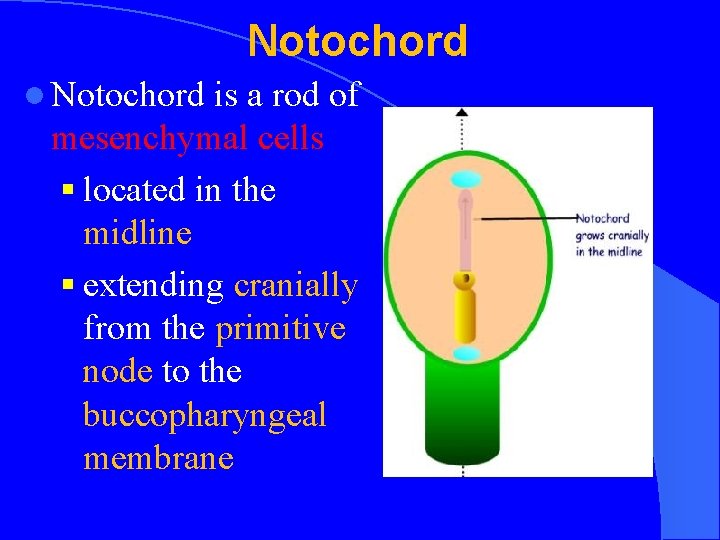 Notochord l Notochord is a rod of mesenchymal cells § located in the midline