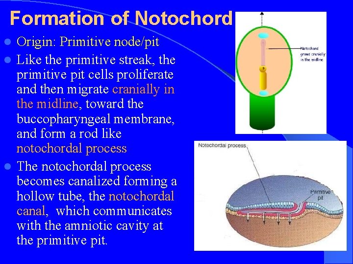 Formation of Notochord Origin: Primitive node/pit l Like the primitive streak, the primitive pit