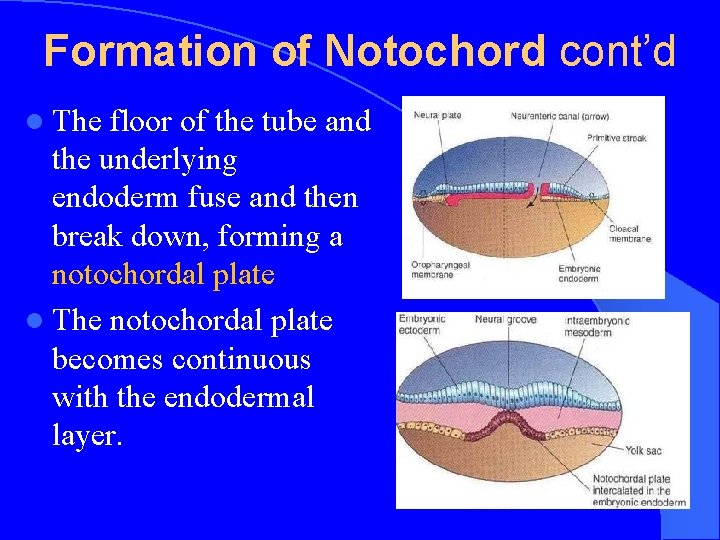 Formation of Notochord cont’d l The floor of the tube and the underlying endoderm