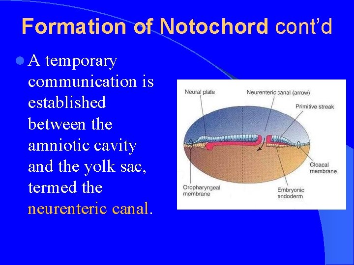 Formation of Notochord cont’d l. A temporary communication is established between the amniotic cavity