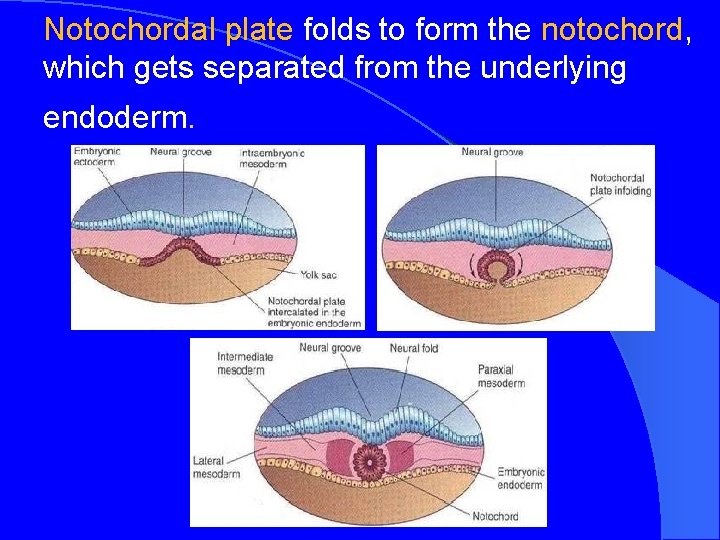 Notochordal plate folds to form the notochord, which gets separated from the underlying endoderm.