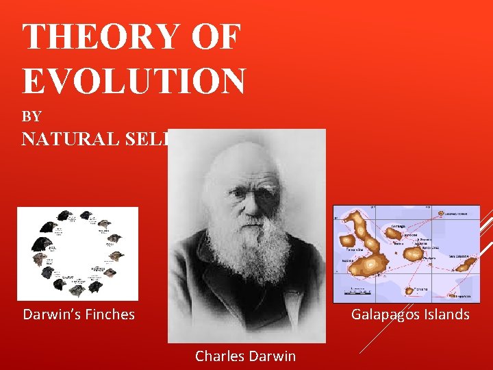 THEORY OF EVOLUTION BY NATURAL SELECTION Darwin’s Finches Galapagos Islands Charles Darwin 