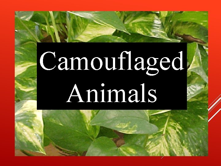 Camouflaged Animals 