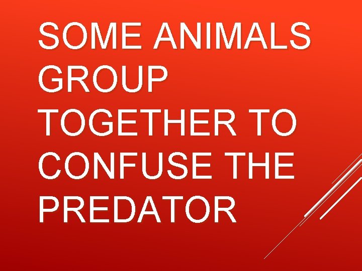 SOME ANIMALS GROUP TOGETHER TO CONFUSE THE PREDATOR 