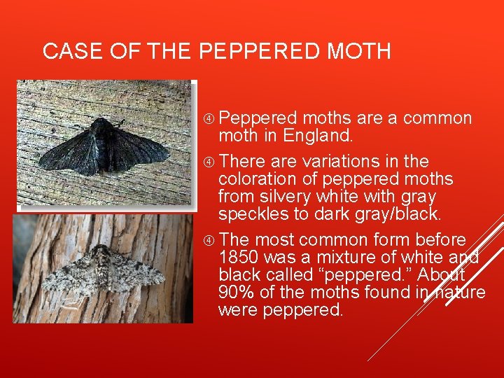 CASE OF THE PEPPERED MOTH Peppered moths are a common moth in England. There