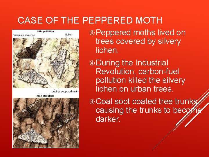 CASE OF THE PEPPERED MOTH Peppered moths lived on trees covered by silvery lichen.