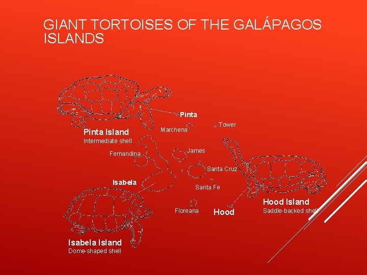 GIANT TORTOISES OF THE GALÁPAGOS ISLANDS Pinta Island Tower Marchena Intermediate shell Fernandina James