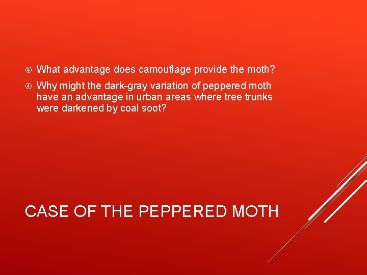  What advantage does camouflage provide the moth? Why might the dark-gray variation of