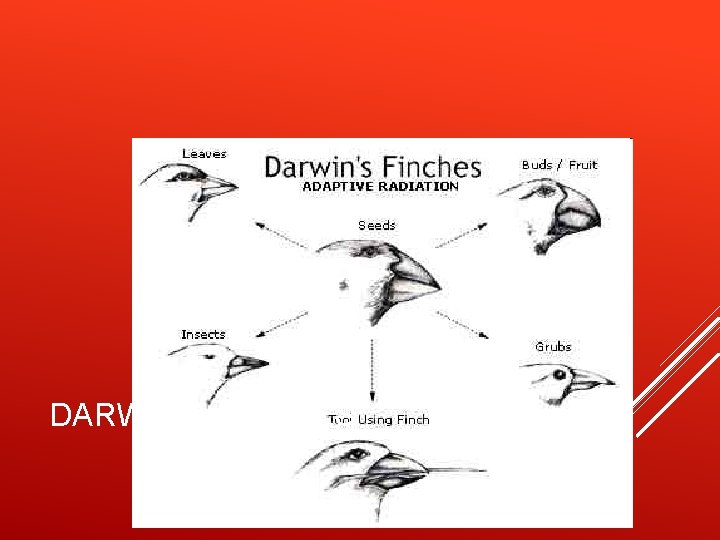 DARWIN’S FINCHES 