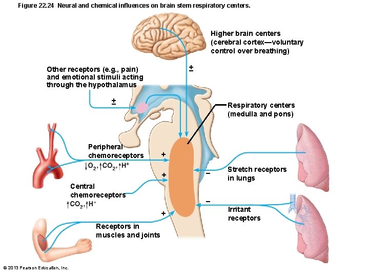 Figure 22. 24 Neural and chemical influences on brain stem respiratory centers. Higher brain