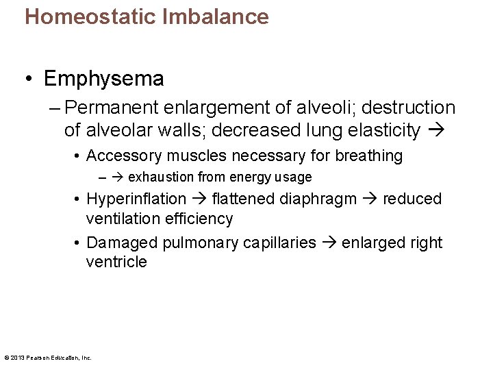 Homeostatic Imbalance • Emphysema – Permanent enlargement of alveoli; destruction of alveolar walls; decreased