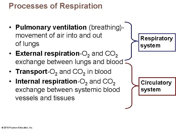 Processes of Respiration • Pulmonary ventilation (breathing)movement of air into and out of lungs