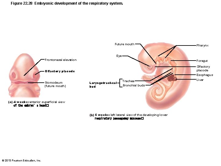 Figure 22. 28 Embryonic development of the respiratory system. Future mouth Pharynx Eye Frontonasal