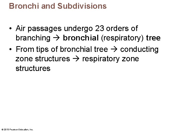 Bronchi and Subdivisions • Air passages undergo 23 orders of branching bronchial (respiratory) tree