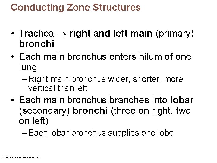 Conducting Zone Structures • Trachea right and left main (primary) bronchi • Each main