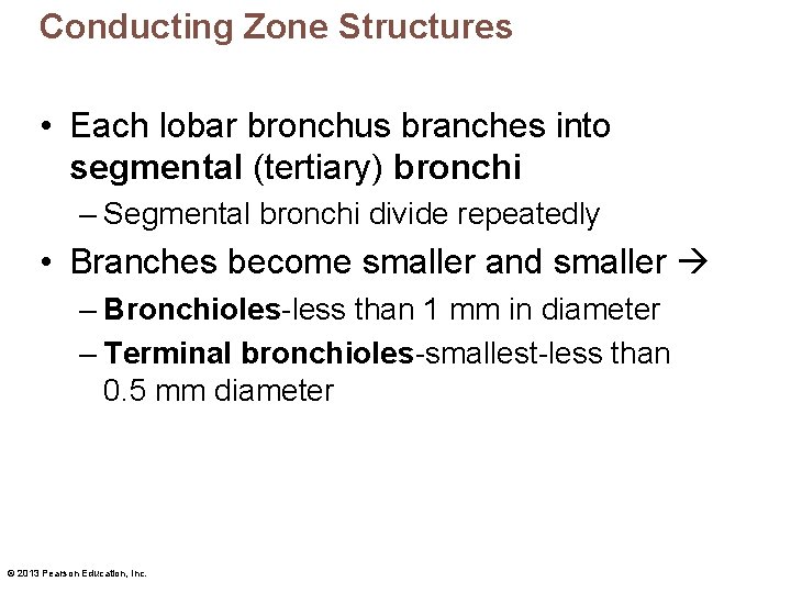 Conducting Zone Structures • Each lobar bronchus branches into segmental (tertiary) bronchi – Segmental