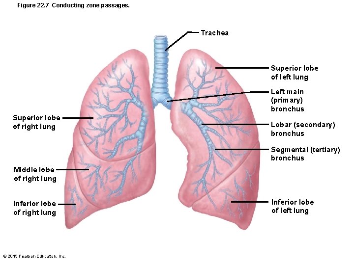 Figure 22. 7 Conducting zone passages. Trachea Superior lobe of left lung Left main