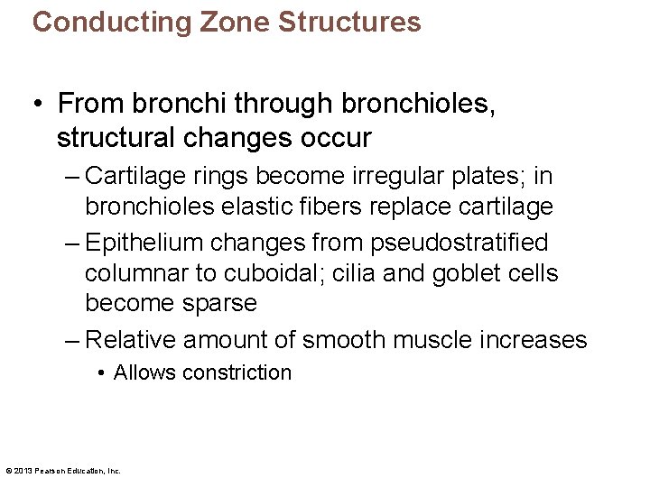 Conducting Zone Structures • From bronchi through bronchioles, structural changes occur – Cartilage rings