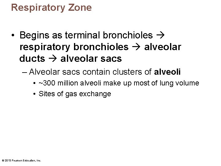 Respiratory Zone • Begins as terminal bronchioles respiratory bronchioles alveolar ducts alveolar sacs –