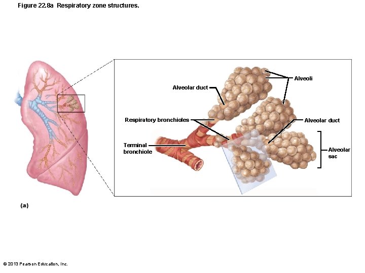 Figure 22. 8 a Respiratory zone structures. Alveoli Alveolar duct Respiratory bronchioles Terminal bronchiole