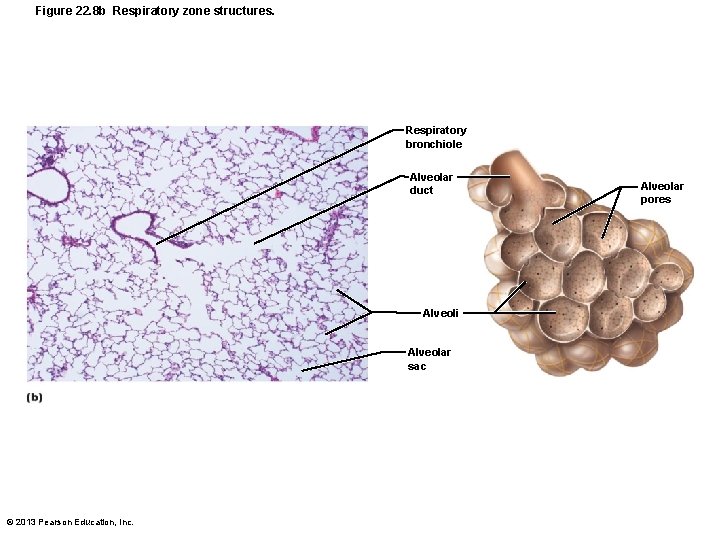 Figure 22. 8 b Respiratory zone structures. Respiratory bronchiole Alveolar duct Alveoli Alveolar sac