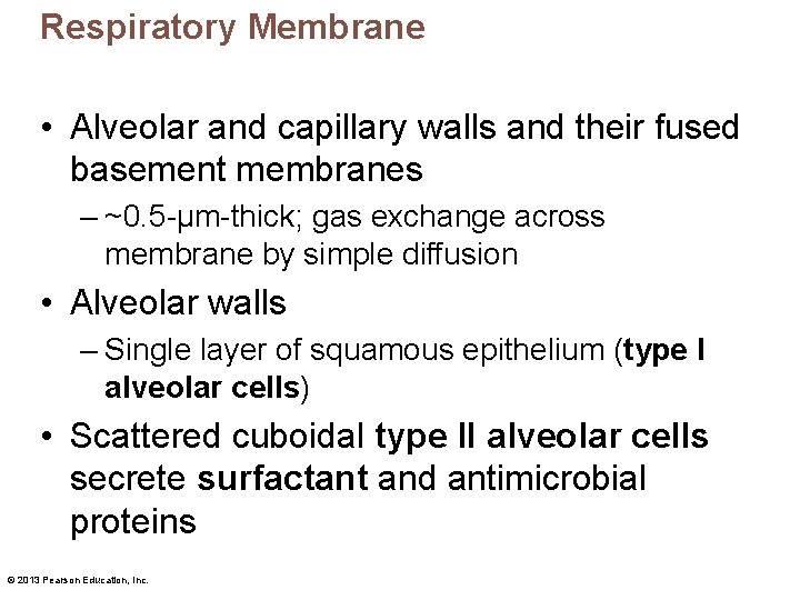 Respiratory Membrane • Alveolar and capillary walls and their fused basement membranes – ~0.