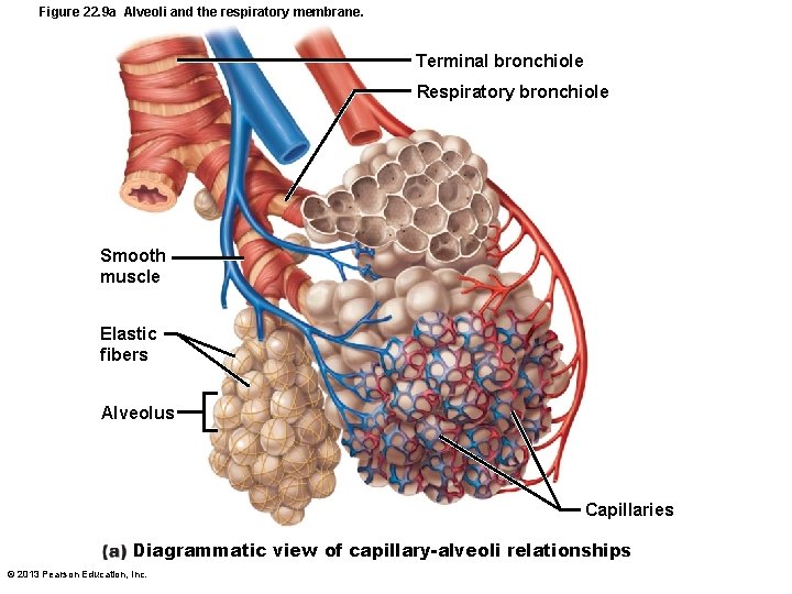 Figure 22. 9 a Alveoli and the respiratory membrane. Terminal bronchiole Respiratory bronchiole Smooth