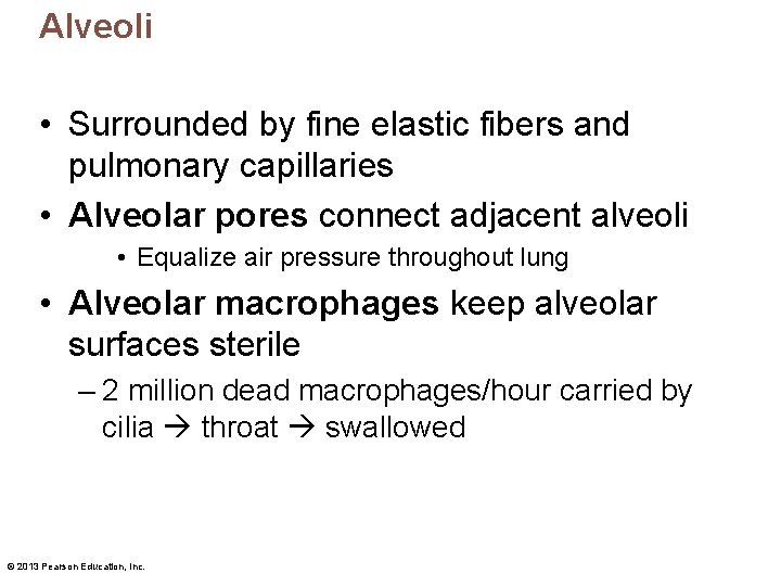 Alveoli • Surrounded by fine elastic fibers and pulmonary capillaries • Alveolar pores connect