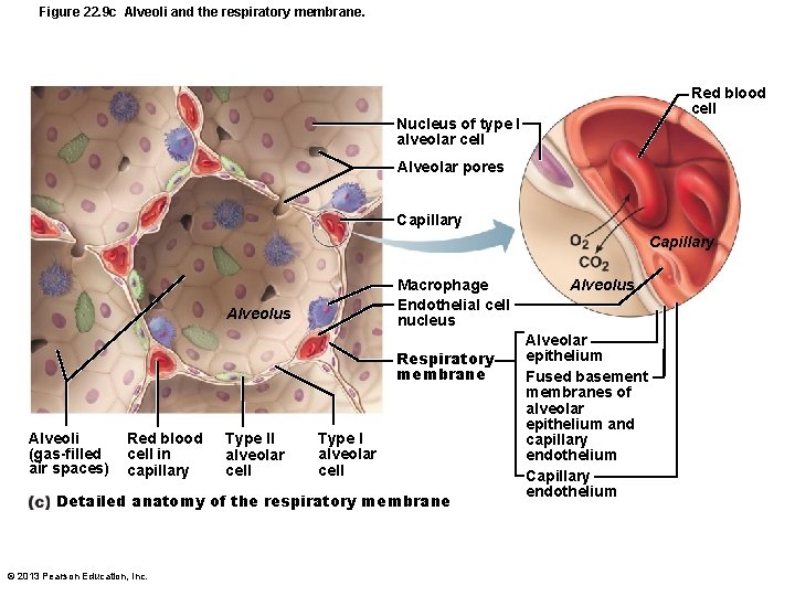 Figure 22. 9 c Alveoli and the respiratory membrane. Red blood cell Nucleus of