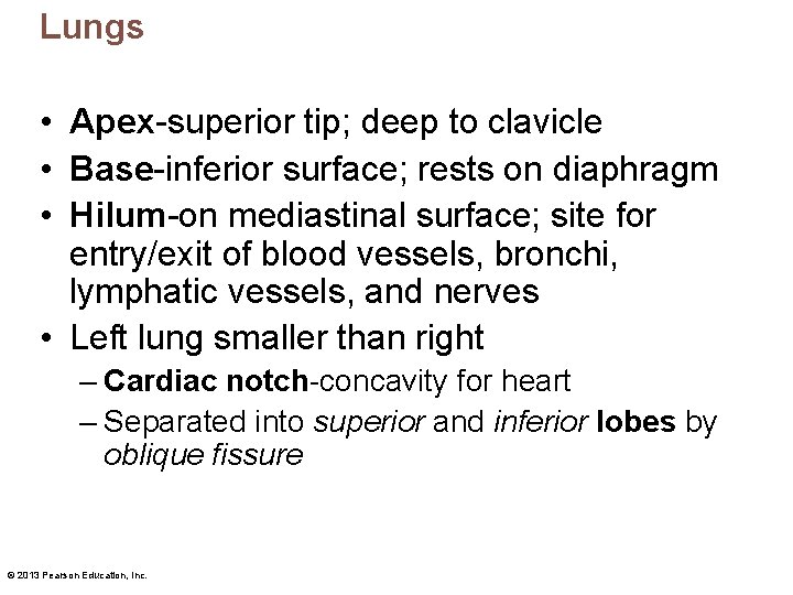 Lungs • Apex-superior tip; deep to clavicle • Base-inferior surface; rests on diaphragm •