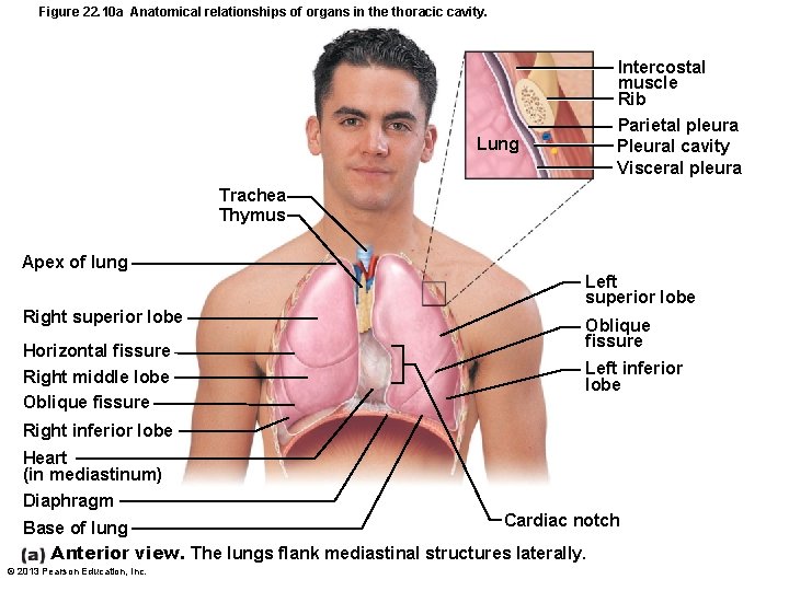 Figure 22. 10 a Anatomical relationships of organs in the thoracic cavity. Intercostal muscle