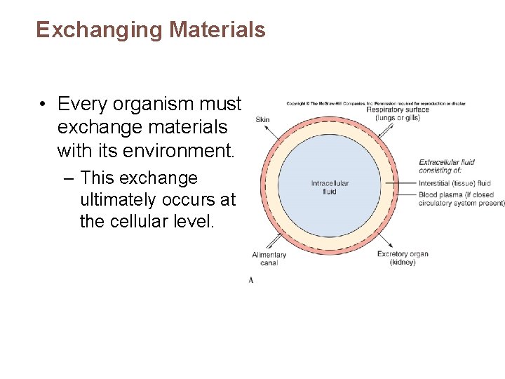 Exchanging Materials • Every organism must exchange materials with its environment. – This exchange