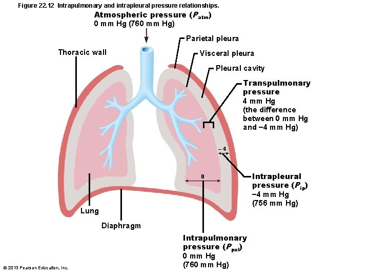 Figure 22. 12 Intrapulmonary and intrapleural pressure relationships. Atmospheric pressure (Patm) 0 mm Hg