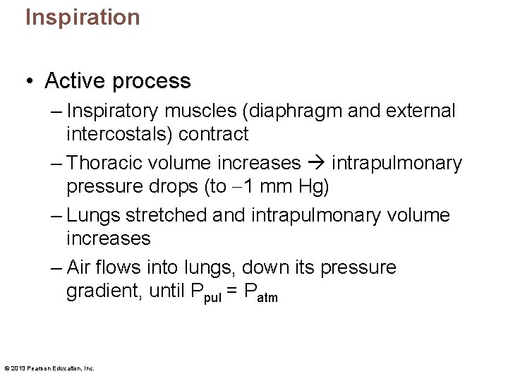 Inspiration • Active process – Inspiratory muscles (diaphragm and external intercostals) contract – Thoracic