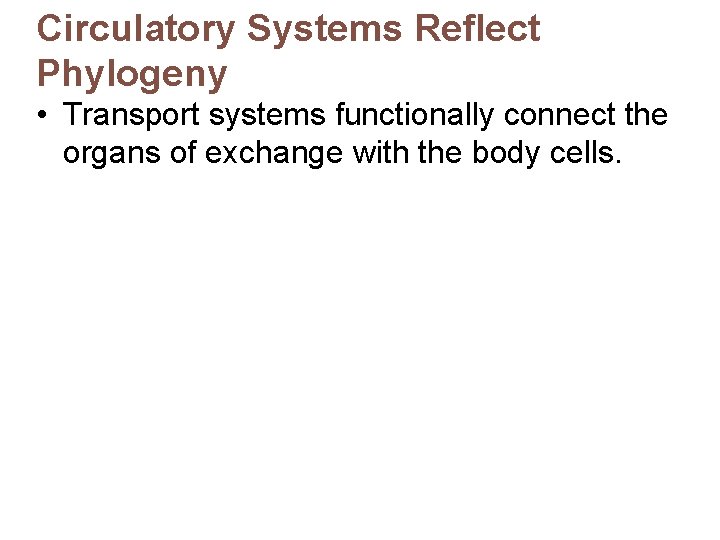 Circulatory Systems Reflect Phylogeny • Transport systems functionally connect the organs of exchange with