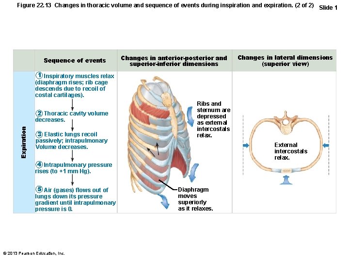 Figure 22. 13 Changes in thoracic volume and sequence of events during inspiration and