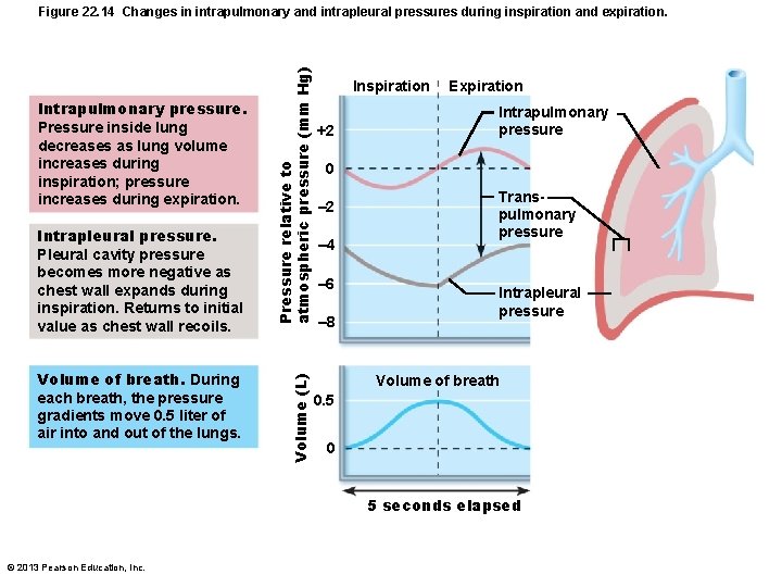 Intrapleural pressure. Pleural cavity pressure becomes more negative as chest wall expands during inspiration.