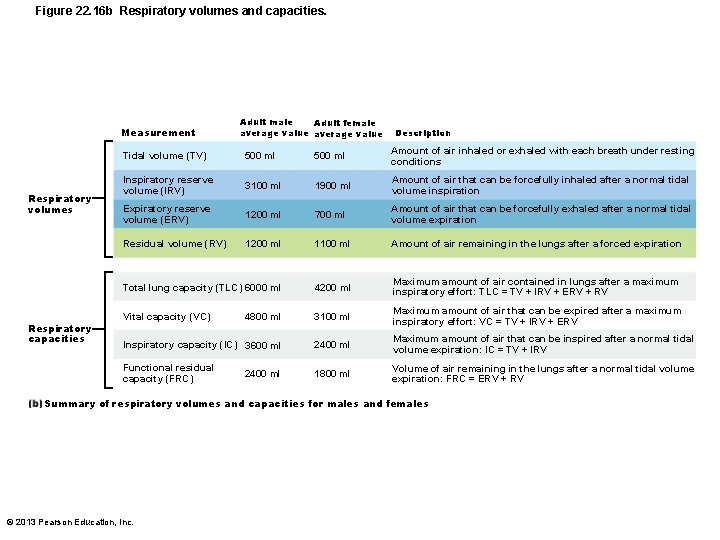 Figure 22. 16 b Respiratory volumes and capacities. Measurement Respiratory volumes Respiratory capacities Adult
