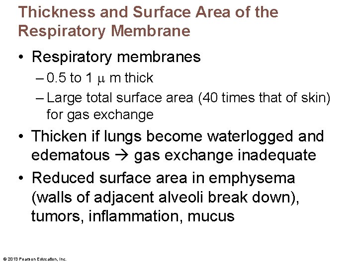 Thickness and Surface Area of the Respiratory Membrane • Respiratory membranes – 0. 5