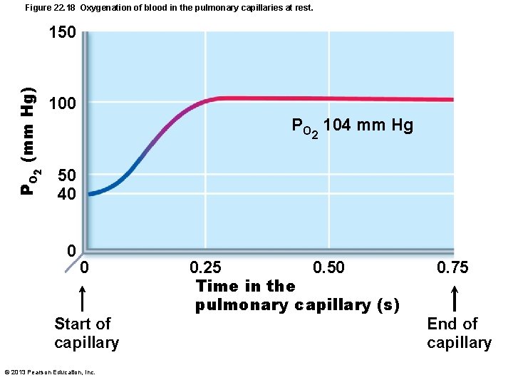 Figure 22. 18 Oxygenation of blood in the pulmonary capillaries at rest. 2 PO
