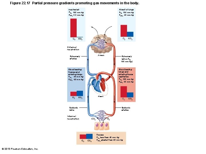 Figure 22. 17 Partial pressure gradients promoting gas movements in the body. Inspired air: